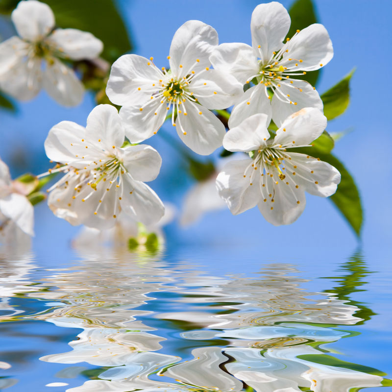 湖面上的白色樱花