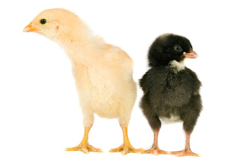 两只可爱的小鸡仔