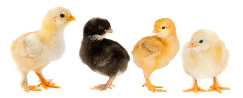 四只可爱的小鸡仔
