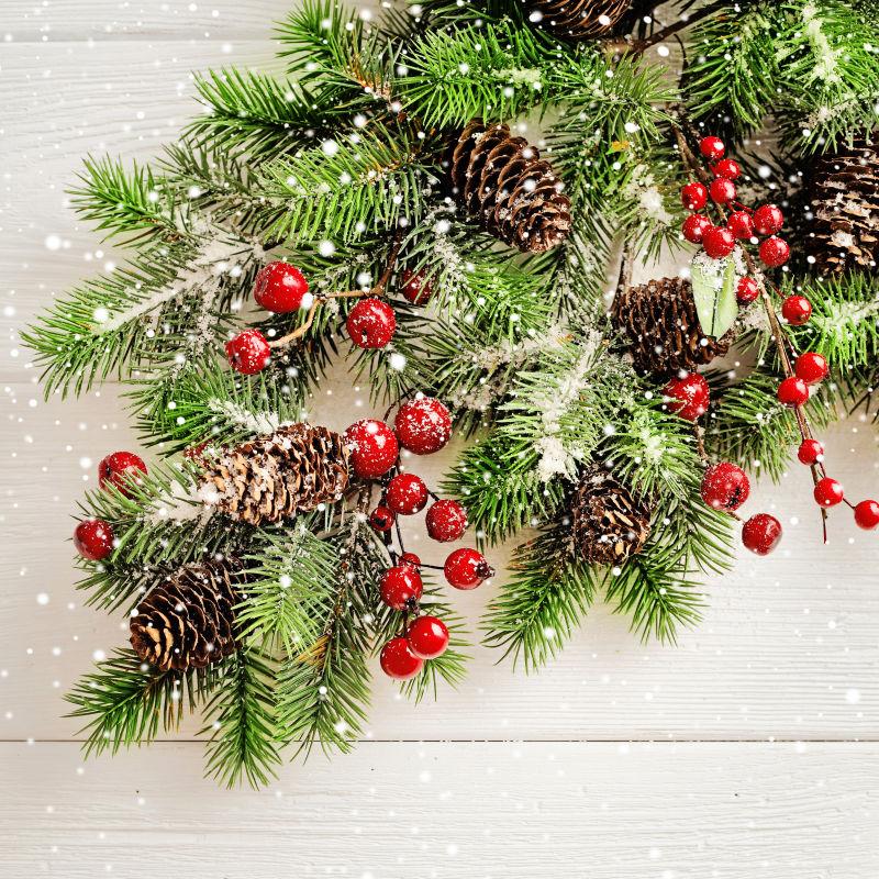 木本背景下的圣诞树枝