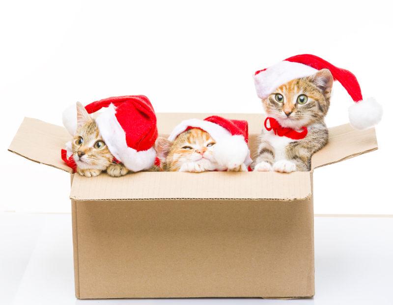盒子里戴着圣诞帽的的小猫