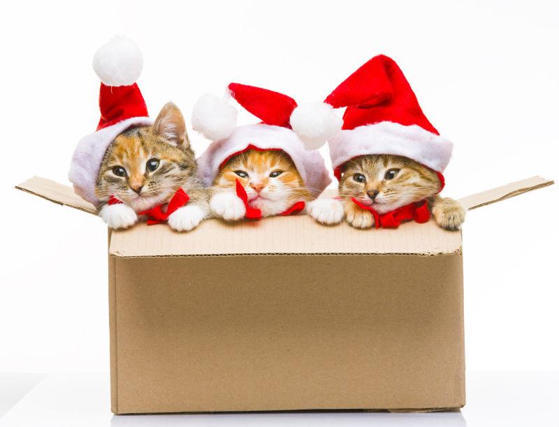 三只趴在盒子里的圣诞猫