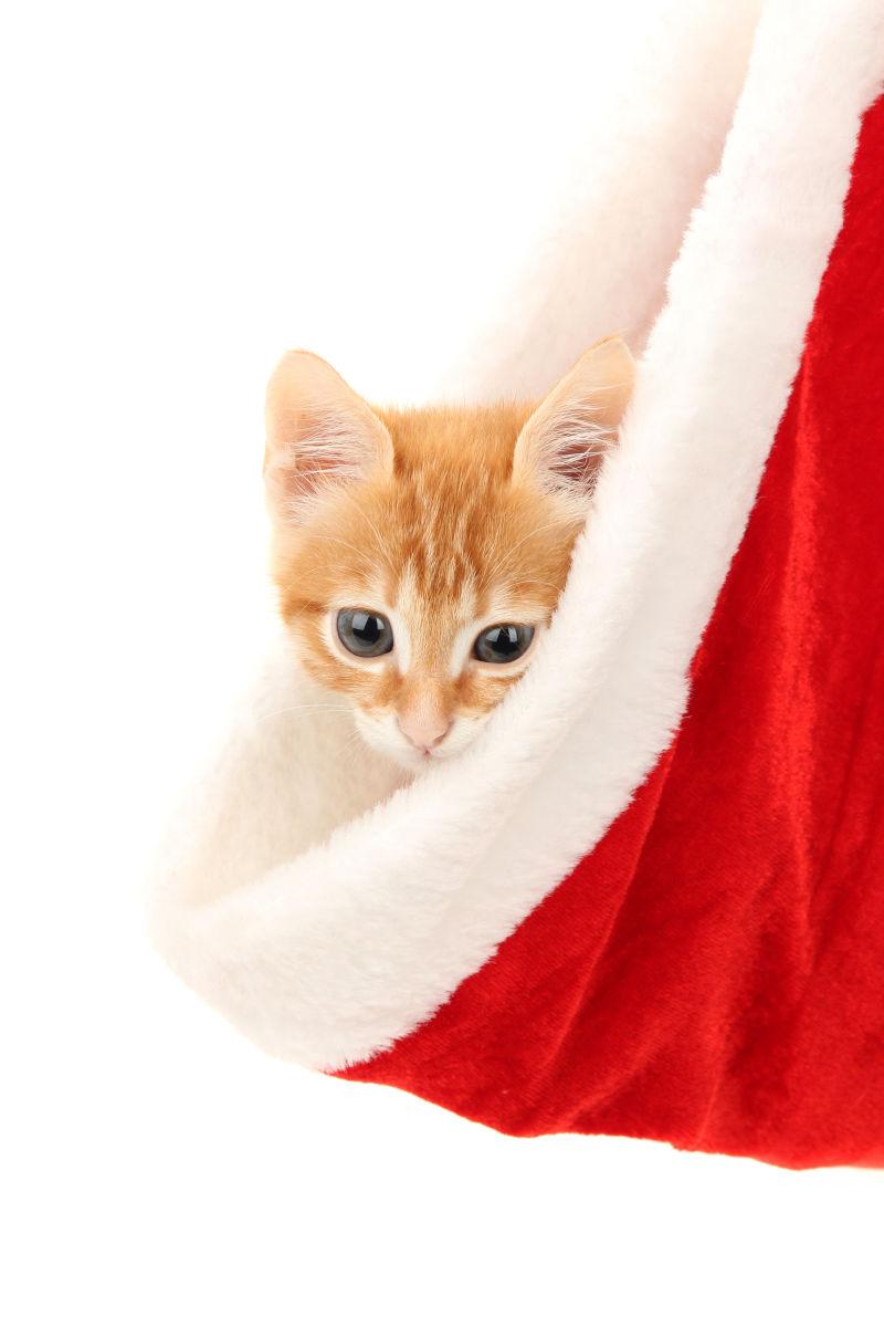 可爱的Santa小红帽子里有一只小猫