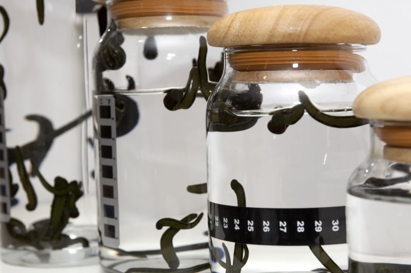 医学玻璃杯子中的动物