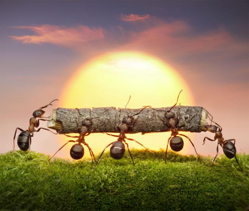 蚂蚁队在日落或日出时运输