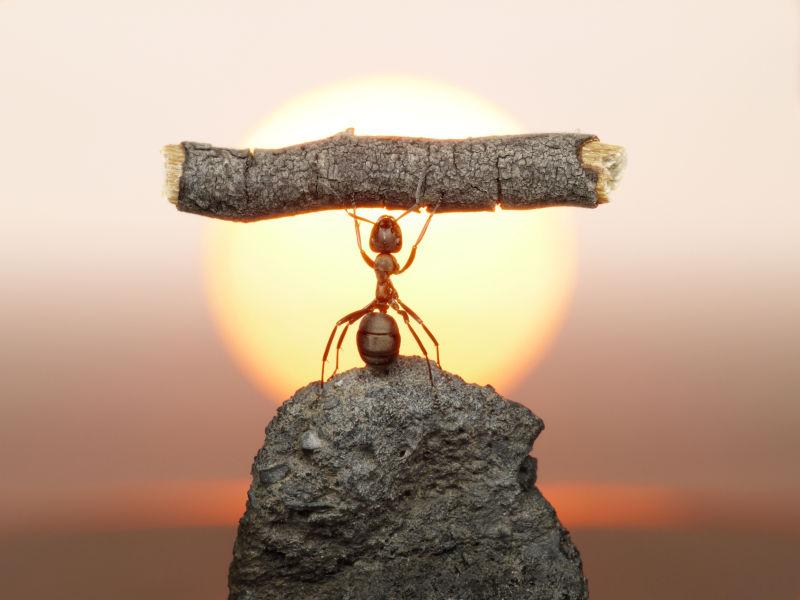 坚强蚂蚁举木棍的图片图片