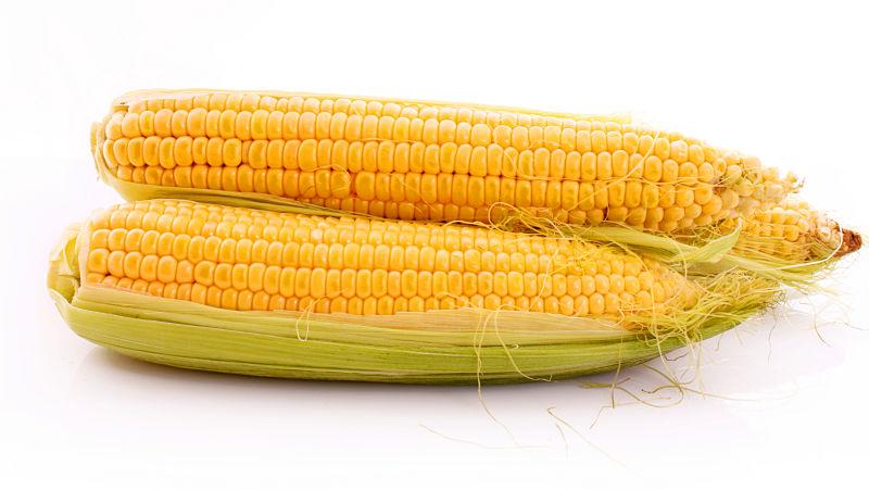 白色背景下金黄色美味的玉米