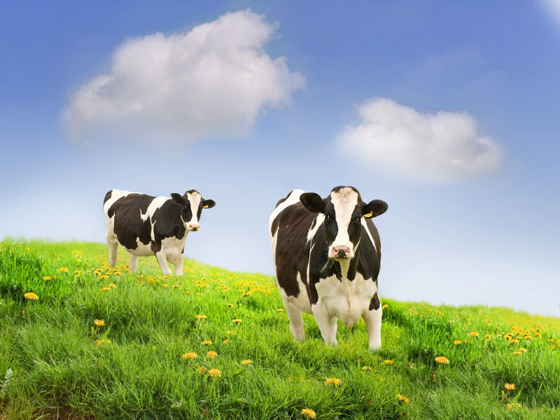 奶牛图片 草原上的两头奶牛素材 高清图片 摄影照片 寻图免费打包下载