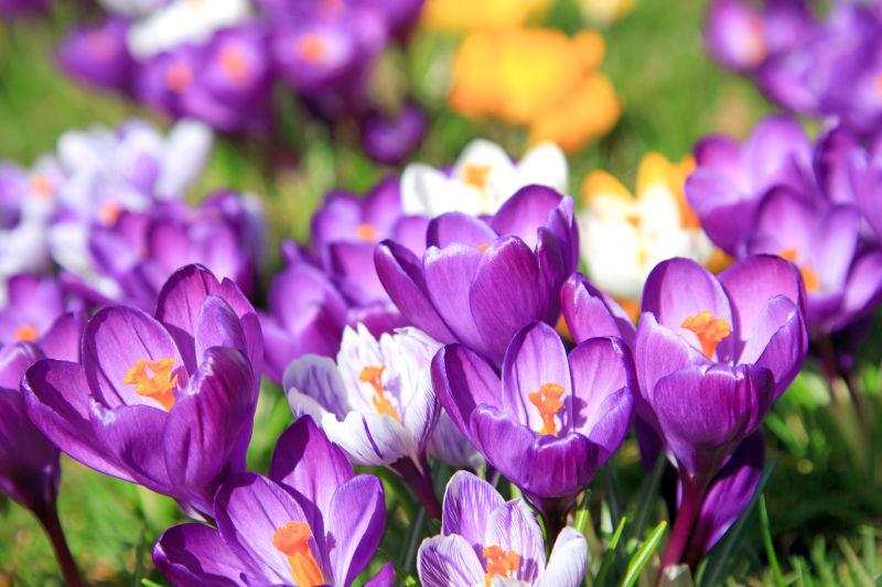 绽放的美丽鲜花