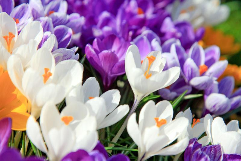 花园里美丽的花朵