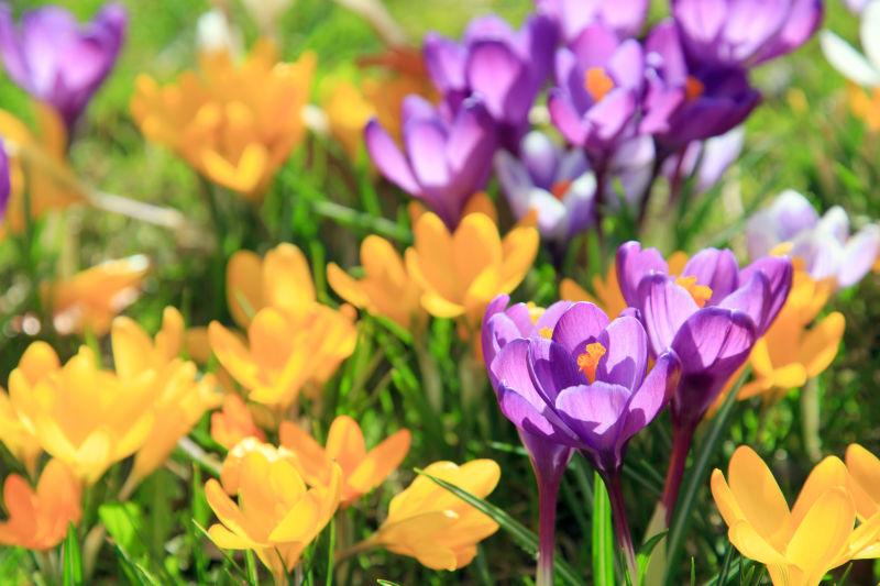 草地上绽放的美丽鲜花