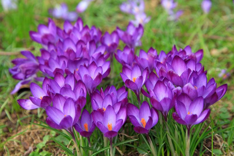 紫色水仙花花语图片