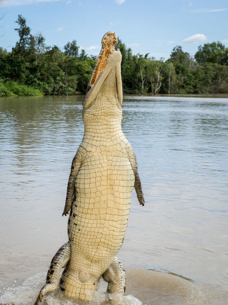 100米长的鳄鱼 百米图片