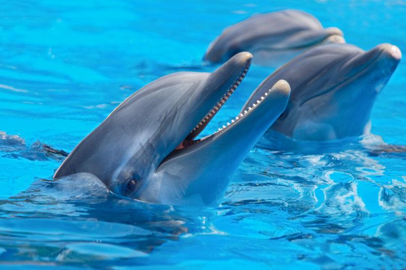 蓝水里的快乐海豚