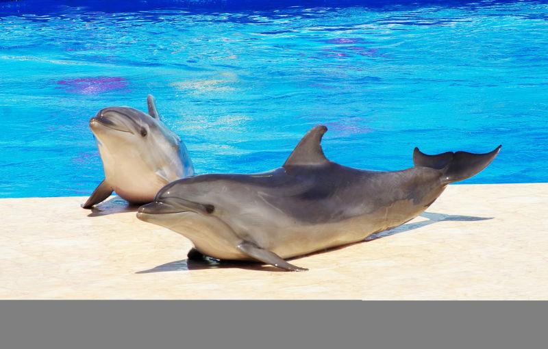 游泳池蓝水里的快乐海豚