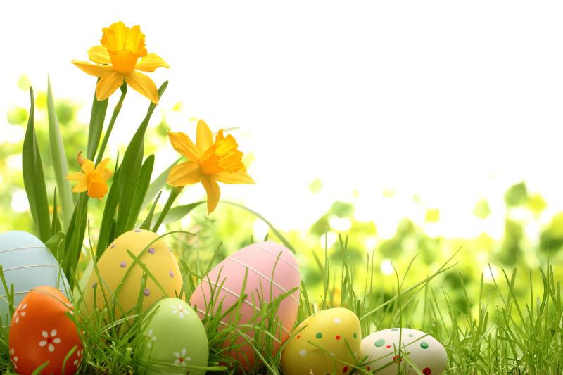 绿色草地上的黄色水仙花和复活节彩蛋