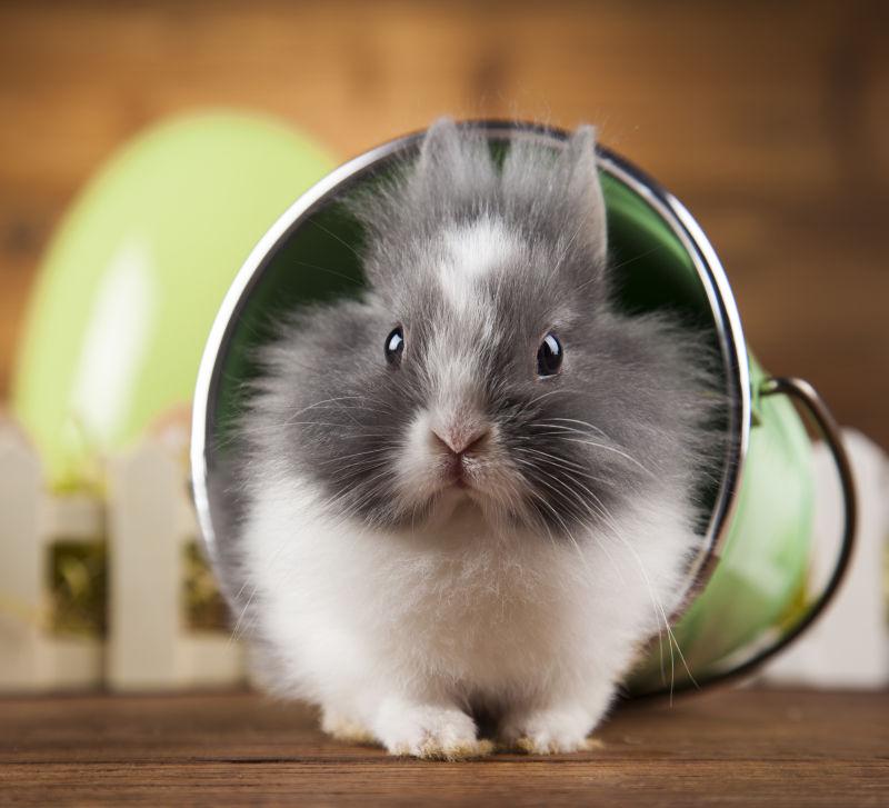 在复活节活泼可爱的兔子