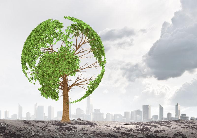 城市边缘的一颗圆形的绿树