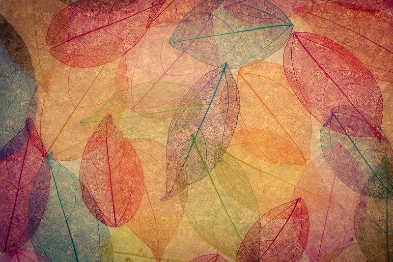 秋天彩色的树叶背景