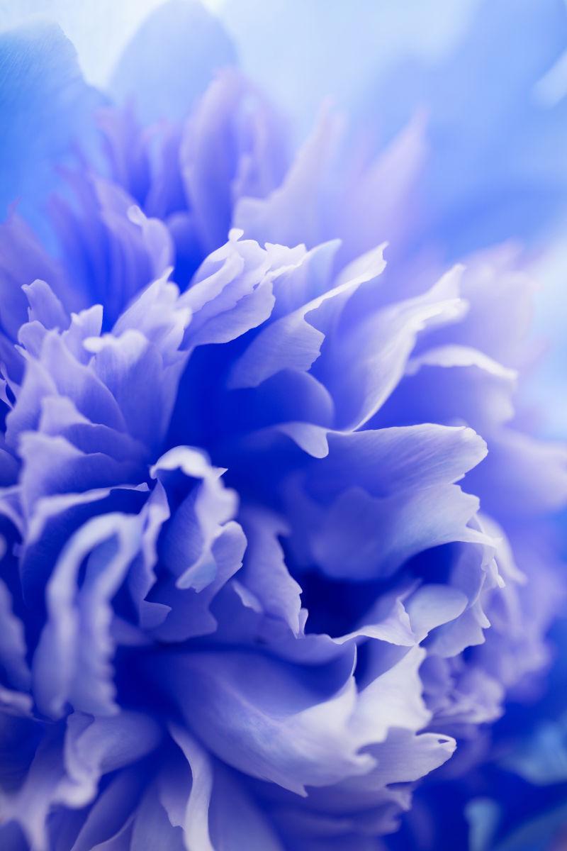 花朵图片 抽象蓝花背景素材 高清图片 摄影照片 寻图免费打包下载