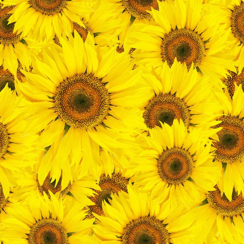 带叶的向日葵无缝的背景
