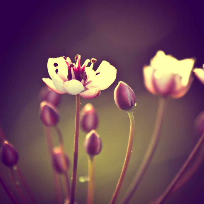 含苞待放的花朵