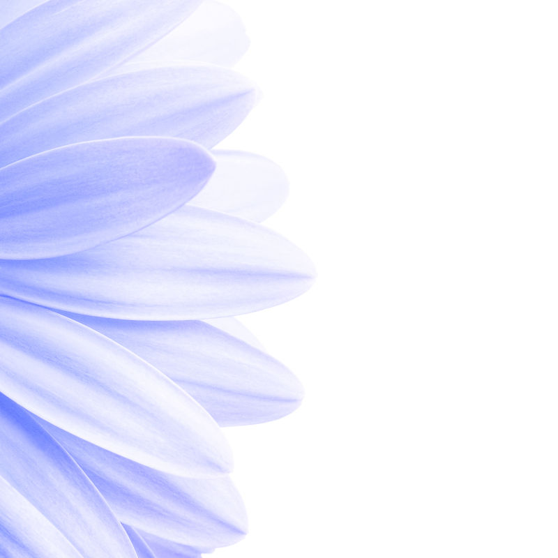 白色背景上的薰衣草花瓣