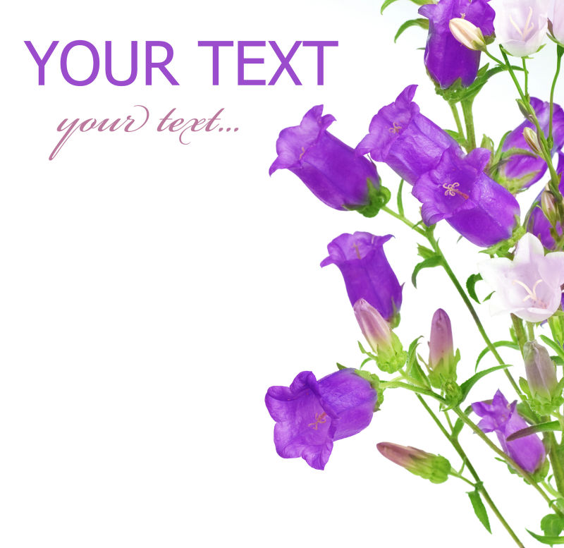 美丽的紫色花朵