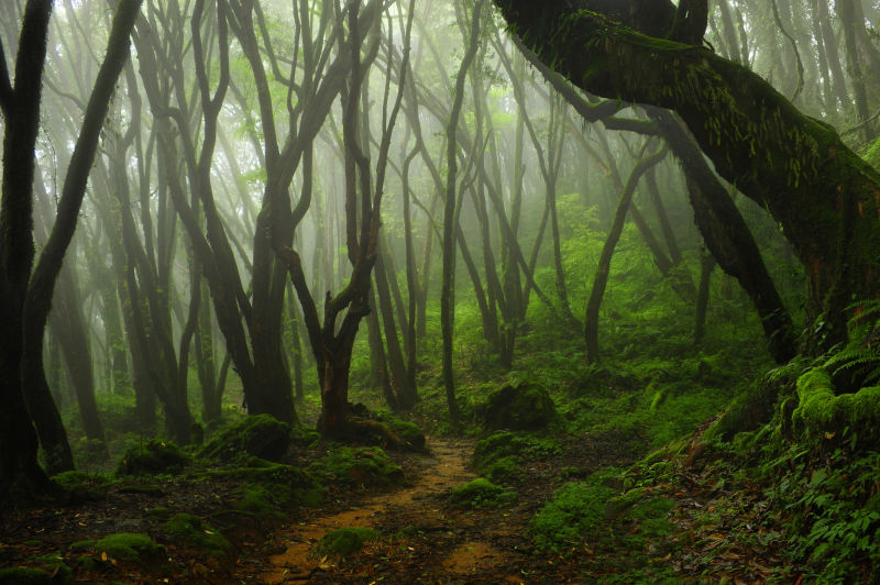 热带雨林的美景