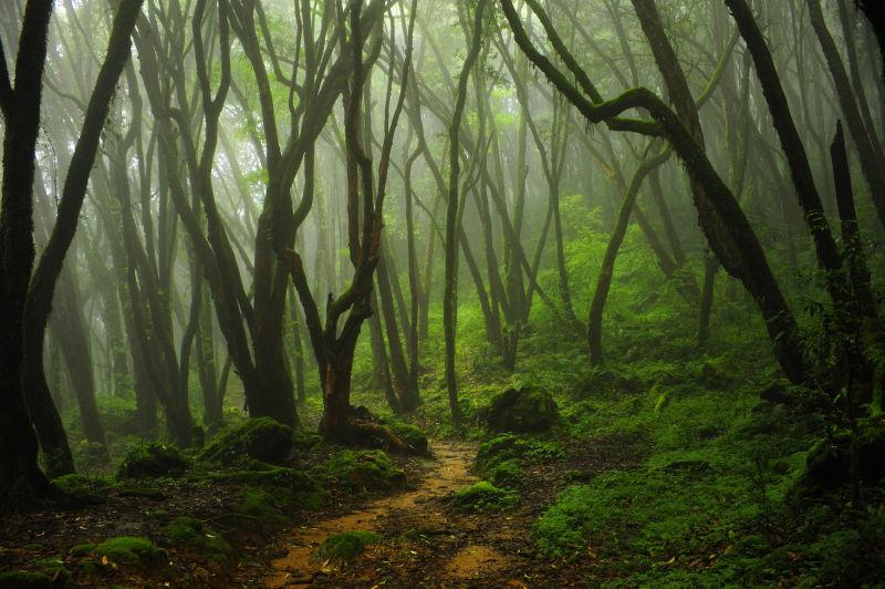 热带雨林里的小道