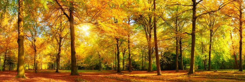绚丽多彩的秋季森林