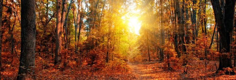 阳光穿透秋天的落叶森林