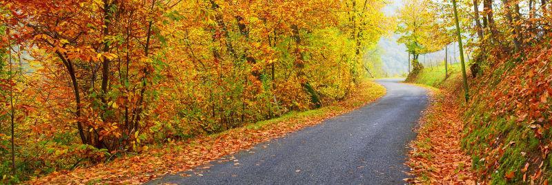 秋季森林里的公路