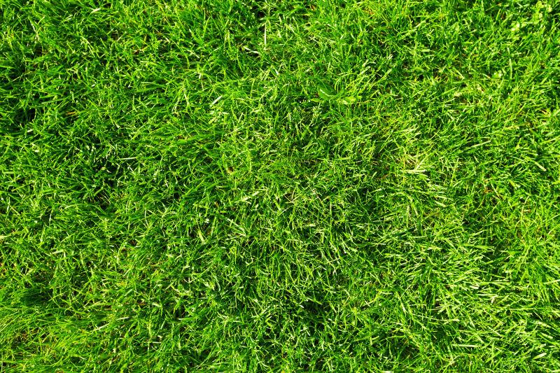内绿的草坪