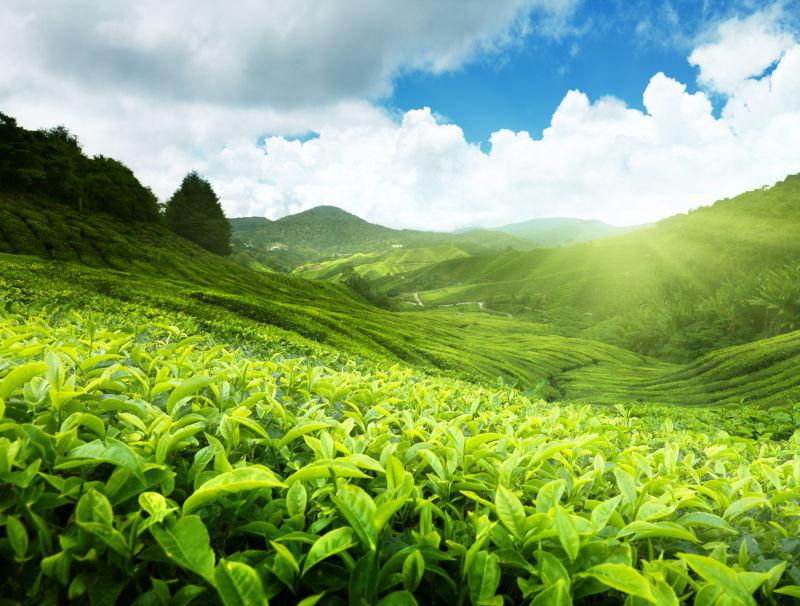 阳光下翠绿的茶园
