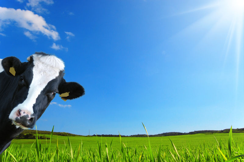蓝天下绿色草原上的奶牛