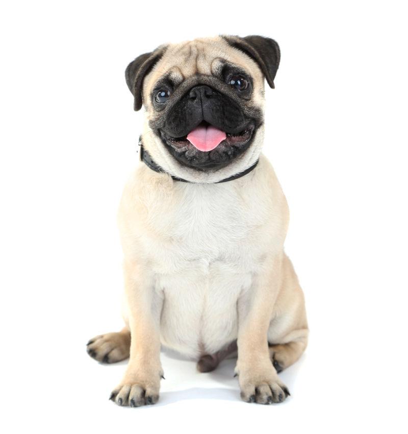 滑稽可爱的小狗