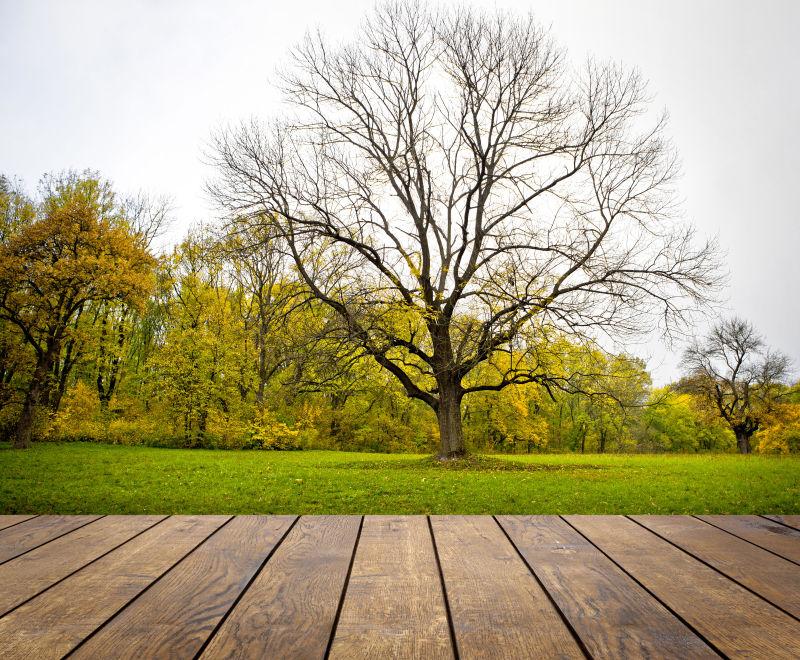 森林背景前的木制纹理的桌子