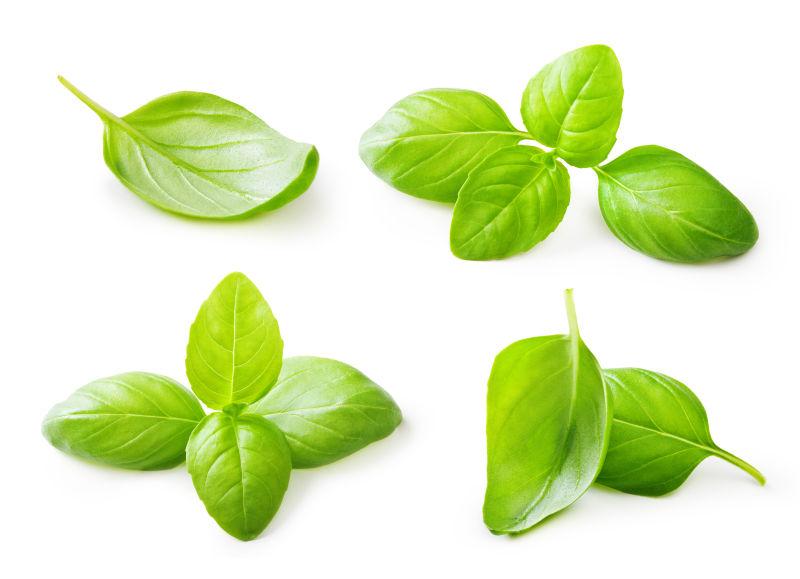 白色背景上的绿色蔬菜叶子