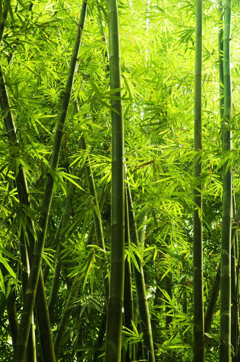 美丽的竹林图片 美丽的翠绿竹林素材 高清图片 摄影照片 寻图免费打包下载