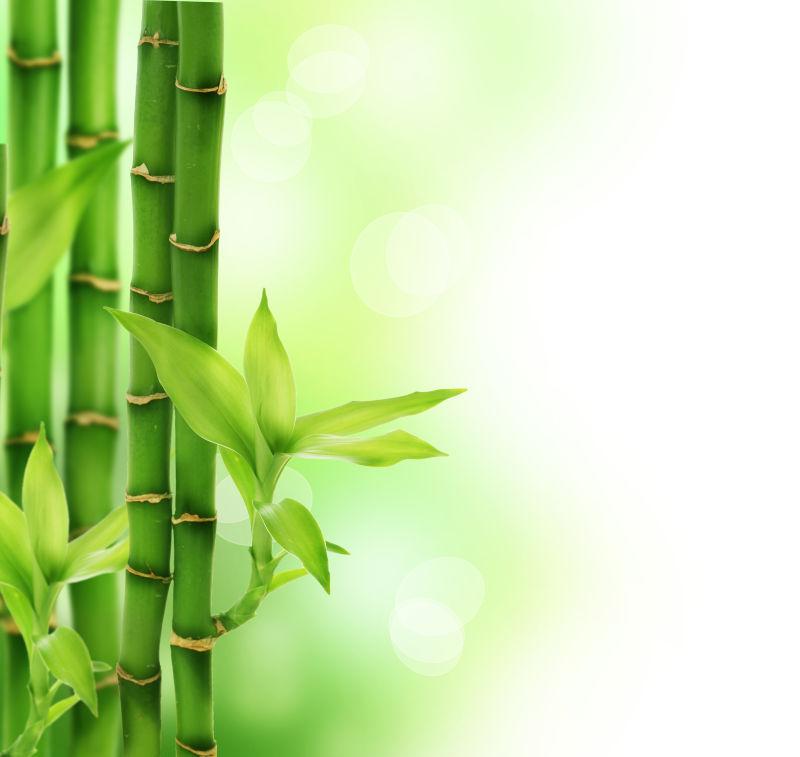 美丽的竹林背景图片 美丽的绿色竹林背景素材 高清图片 摄影照片 寻图免费打包下载