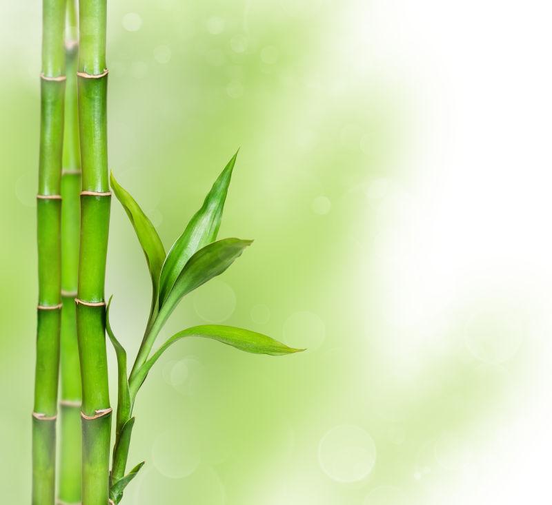 美丽的绿竹背景图片 美丽的绿色竹叶背景素材 高清图片 摄影照片 寻图免费打包下载