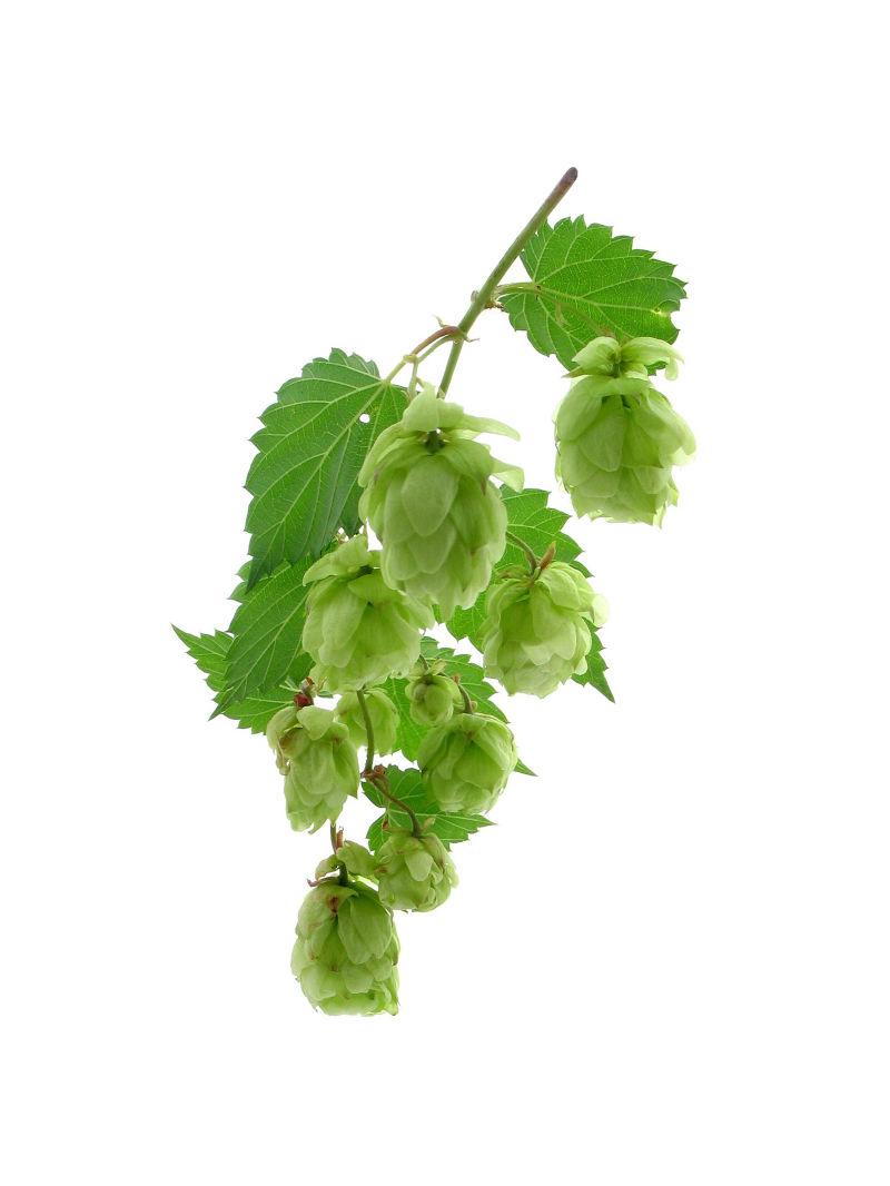 白色背景下的啤酒花