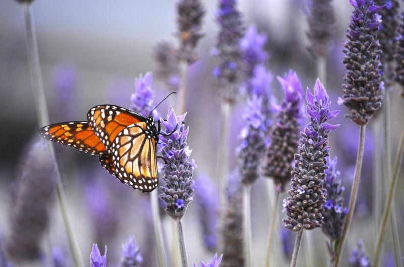 一只蝴蝶落在盛开的薰衣草上
