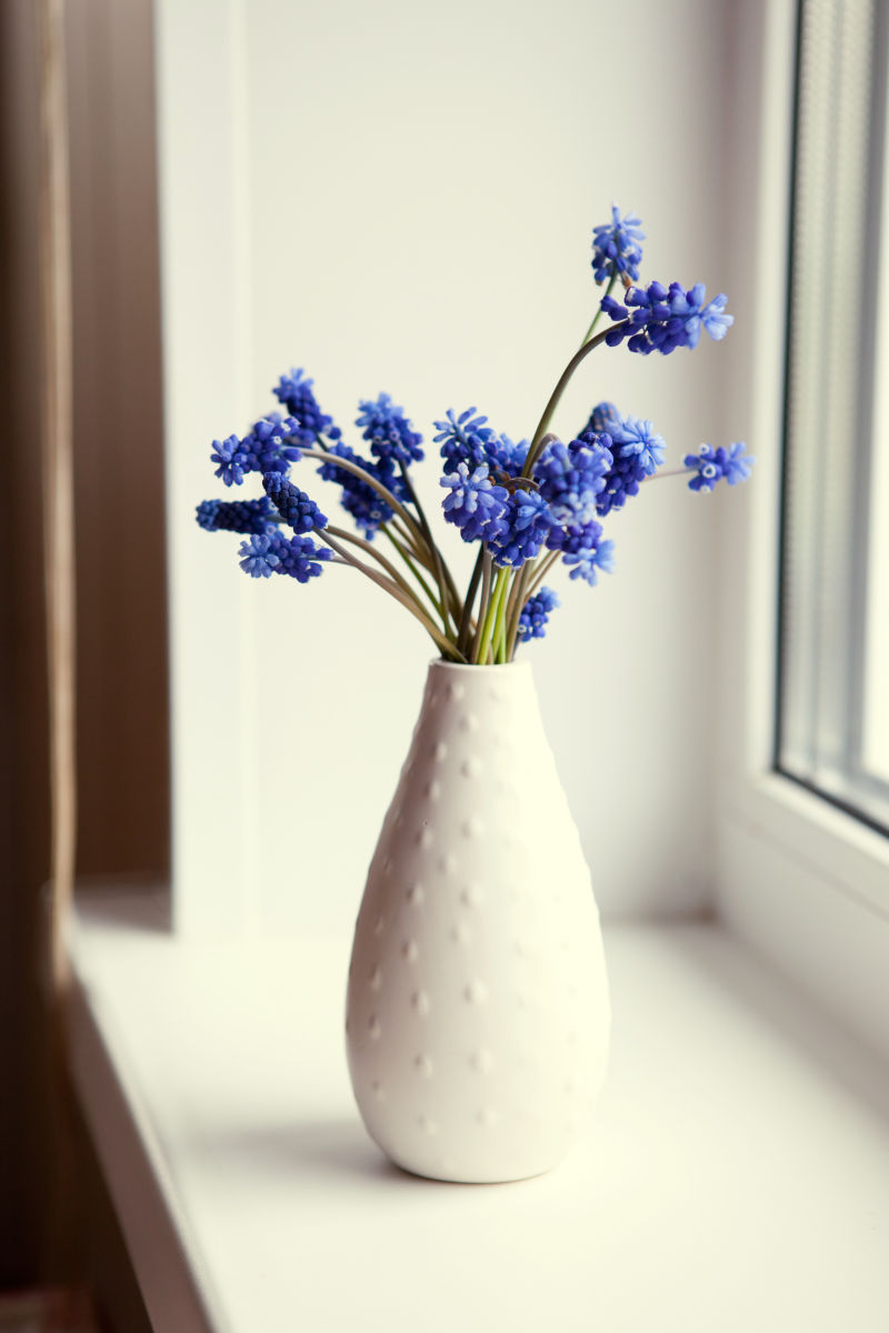 白色背景中白色花瓶中的薰衣草