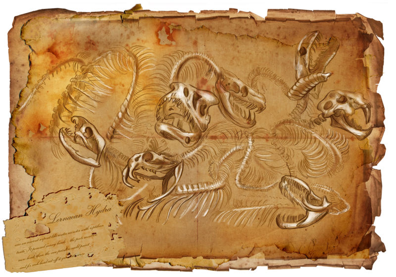 勒尔纳水螅骨架