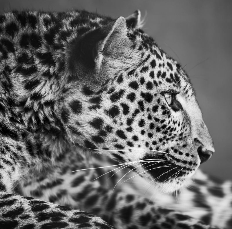 凝视前方的豹子