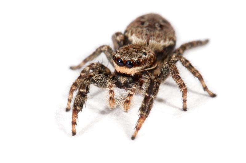 白色背景上的巨大蜘蛛