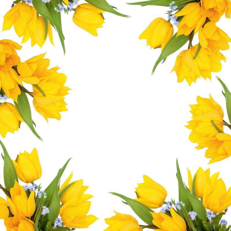 有黄色郁金香组成的的框架