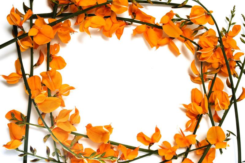 桔子花枝花卉框架